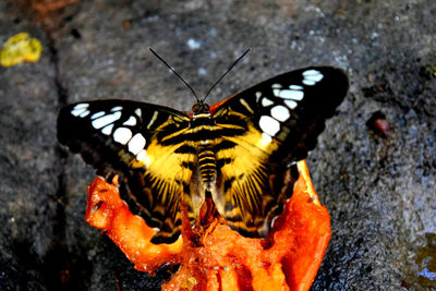 Close-up of butterfly on leaf