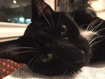 Close-up portrait of cat