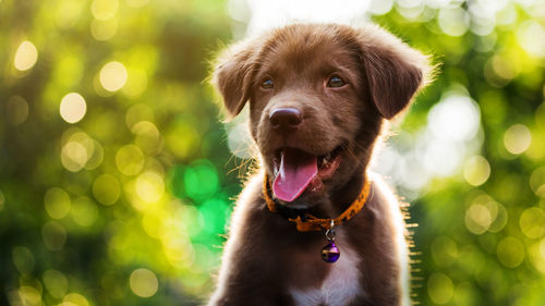 Close-up portrait of dog