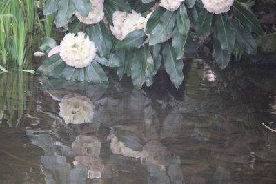 Close-up of flowering plant by lake