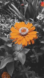 Close-up of yellow flowers blooming outdoors
