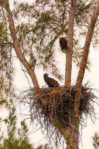 Low angle view of birds in nest