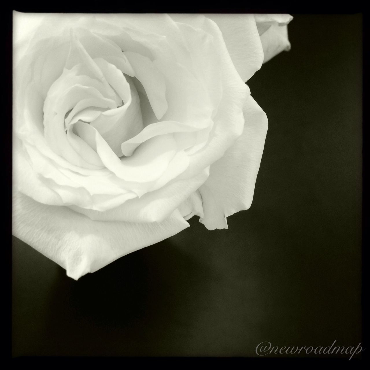 flower, petal, flower head, transfer print, freshness, fragility, rose - flower, beauty in nature, close-up, auto post production filter, single flower, rose, nature, indoors, growth, blooming, studio shot, no people, white color, softness