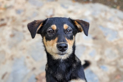 Portrait of black dog