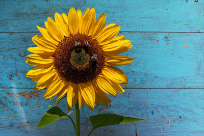 Close-up of sunflower