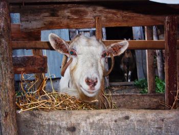 Portrait of horse in stable