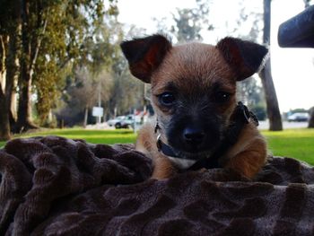 Close-up portrait of dog relaxing outdoors