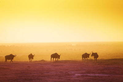 Horses on a field