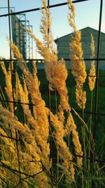 Close-up of plants