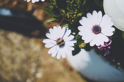 High angle view of white flowering plant