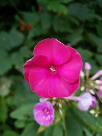 Close-up of pink cosmos blooming outdoors