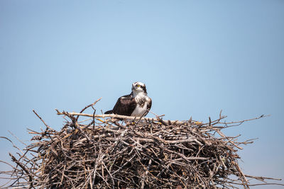 Low angle view of bird perching on nest