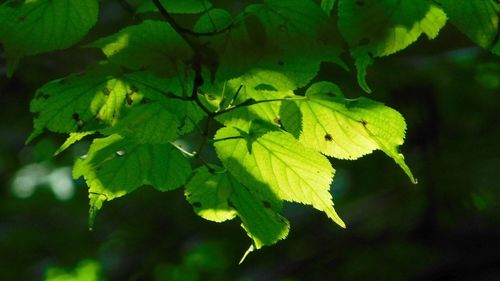 Close-up of green leaves