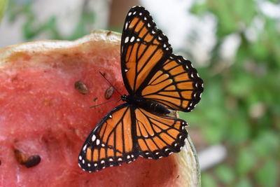 Close-up of butterfly