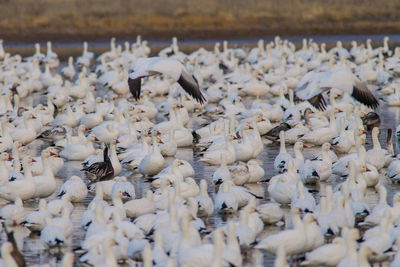 Close-up of birds