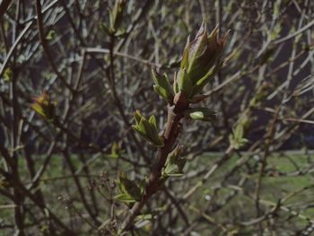 Close-up of plant growing on tree