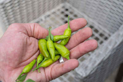 Vibrant green chili peppers are organic and fresh picked and waiting to be eaten