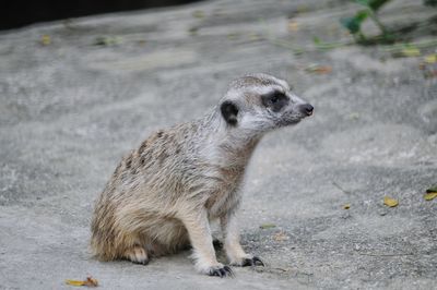 Meerkat sitting on ground