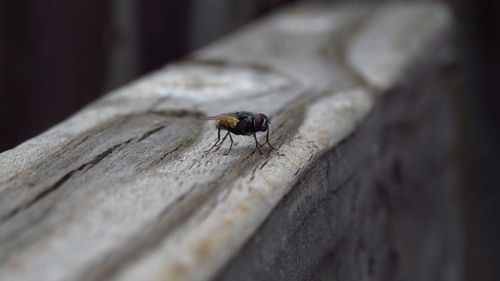 Close-up of a fly on wood