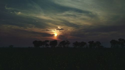 Silhouette plants on field against sky during sunset