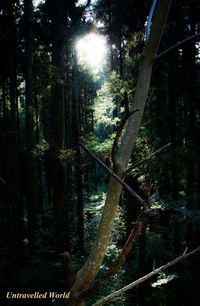 Trees in forest