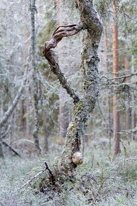 Close-up of lizard on tree trunk in forest