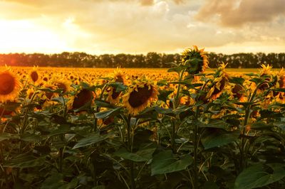 Scenic view of sunflower field against cloudy sky