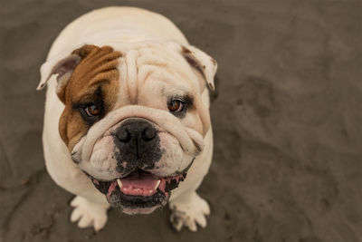 Portrait of english bulldog standing on sand