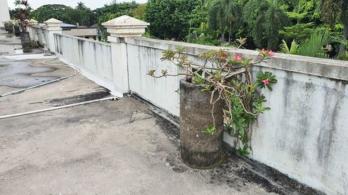 High angle view of retaining wall by trees