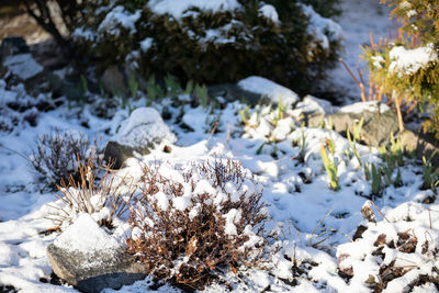 In the morning sun, small bushes and flowers covered with a layer of white snow.