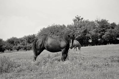 Horse on field against clear sky