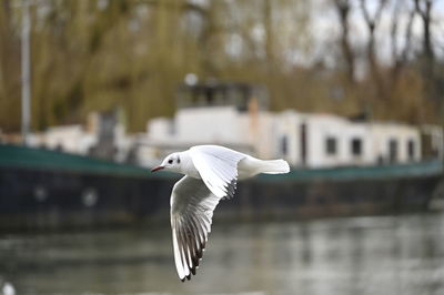 Seagull flying