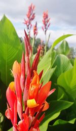 Close-up of orange flowering plant