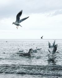 Seagulls flying over sea against sky