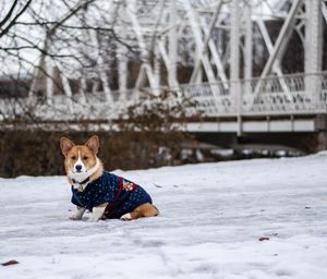 Dog on snow covered land