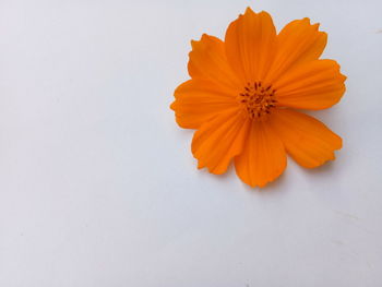 Close-up of orange flower against white background