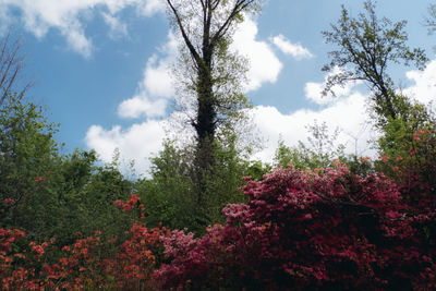Scenic view of flower trees against sky
