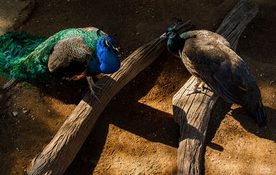 High angle view of birds perching on tree