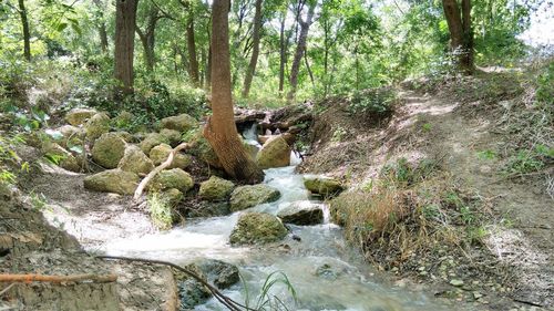 Stream flowing through rocks in forest