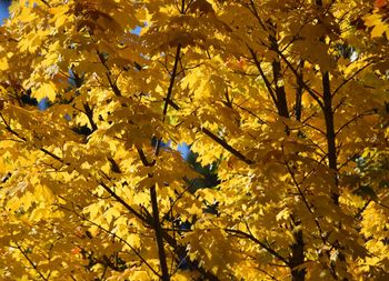 Low angle view of yellow flower tree