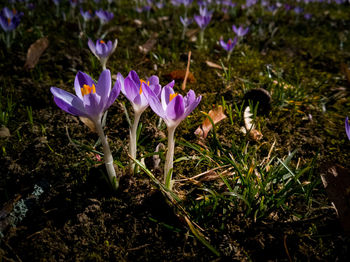 Close-up of purple crocus flowers on field