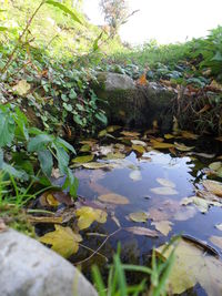 Reflection of plants in water