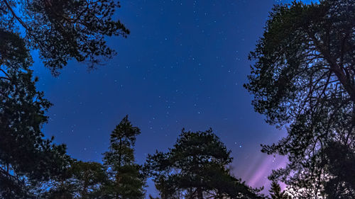 Low angle view of trees against sky at night