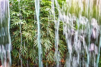 Close-up of bamboo plants in forest