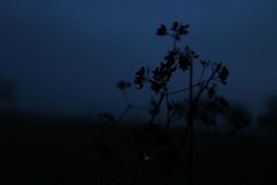 Close-up of silhouette tree against sky at night