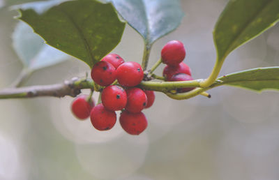 Close-up of berries growing on tree