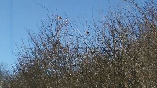 Low angle view of bare trees against clear sky