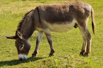 Horse grazing in a field