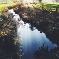 Reflection of trees in pond