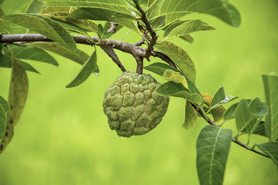 Close-up of fruits growing on tree